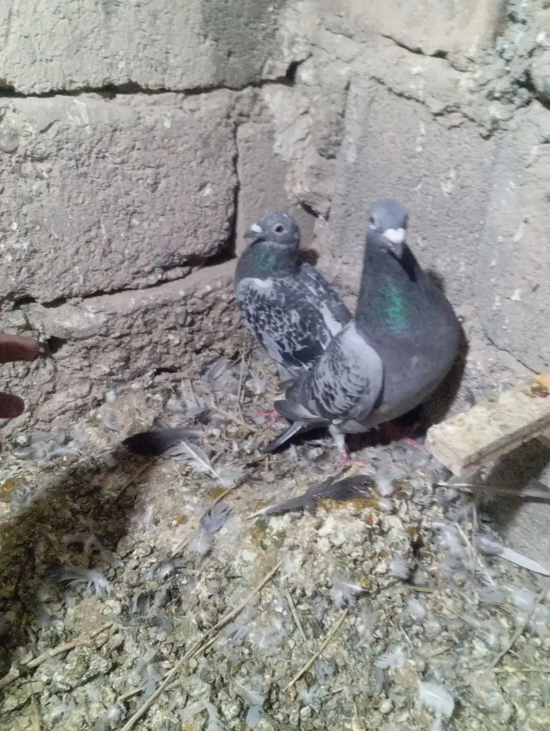 کبوتر مسافتی|پرنده|خاش, |دیوار