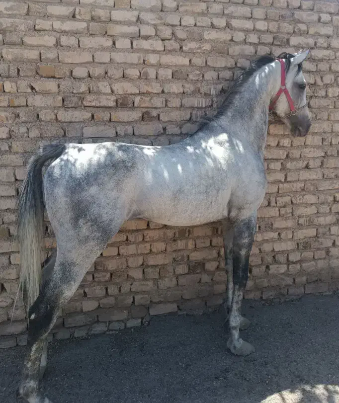 اسب نریان عرب|اسب و تجهیزات اسب‌سواری|نسیم‌شهر, |دیوار