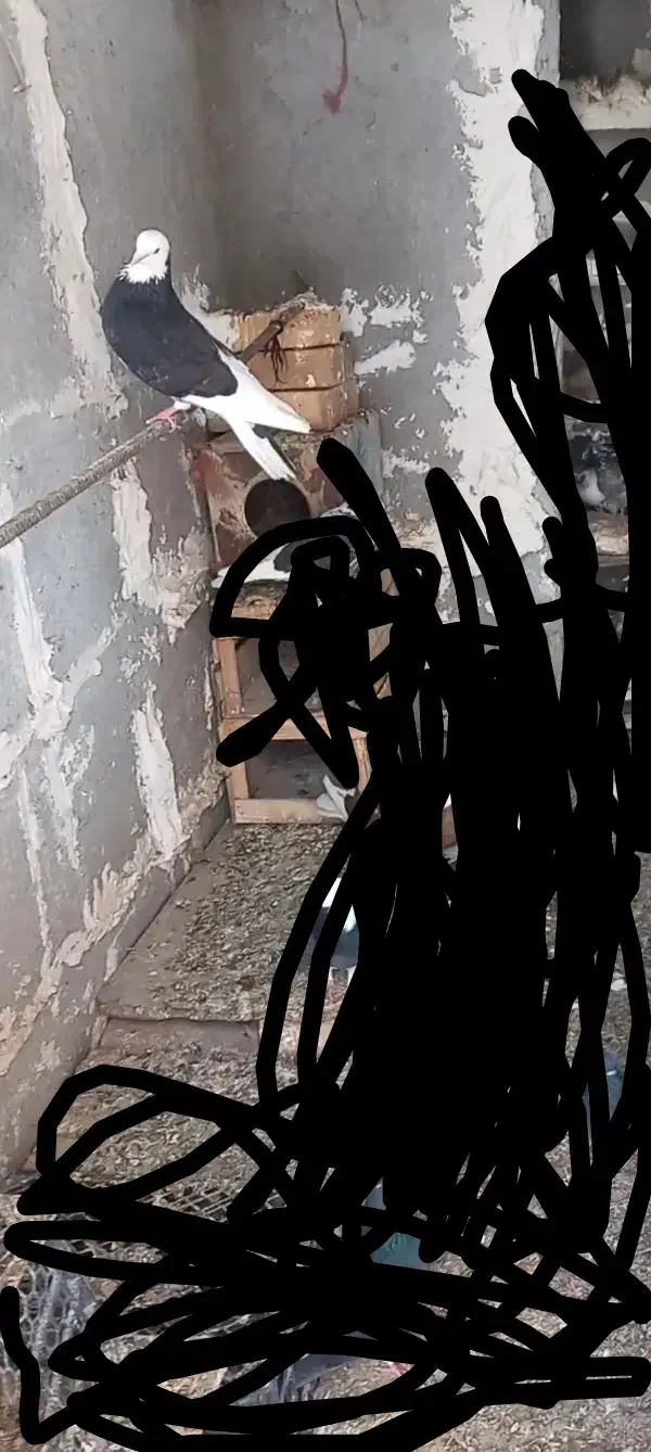 این کبوترها گم شدن دست هرکی باشه من می‌خرم|حیوانات|تویسرکان, |دیوار