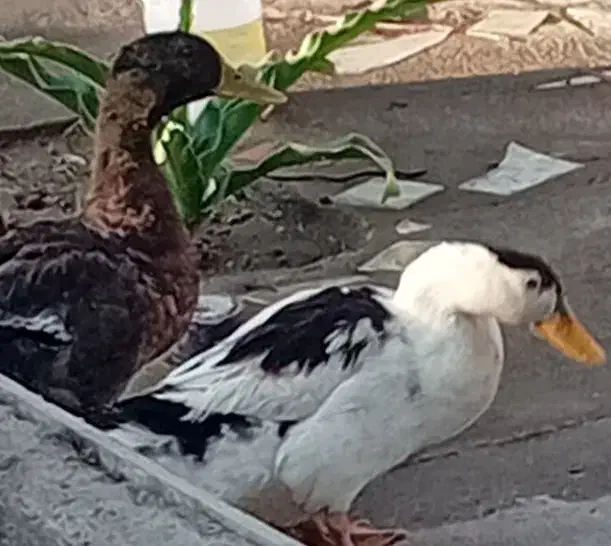 ۲. اردک نر ماملحه با کفتر|پرنده|عنبرآباد, |دیوار