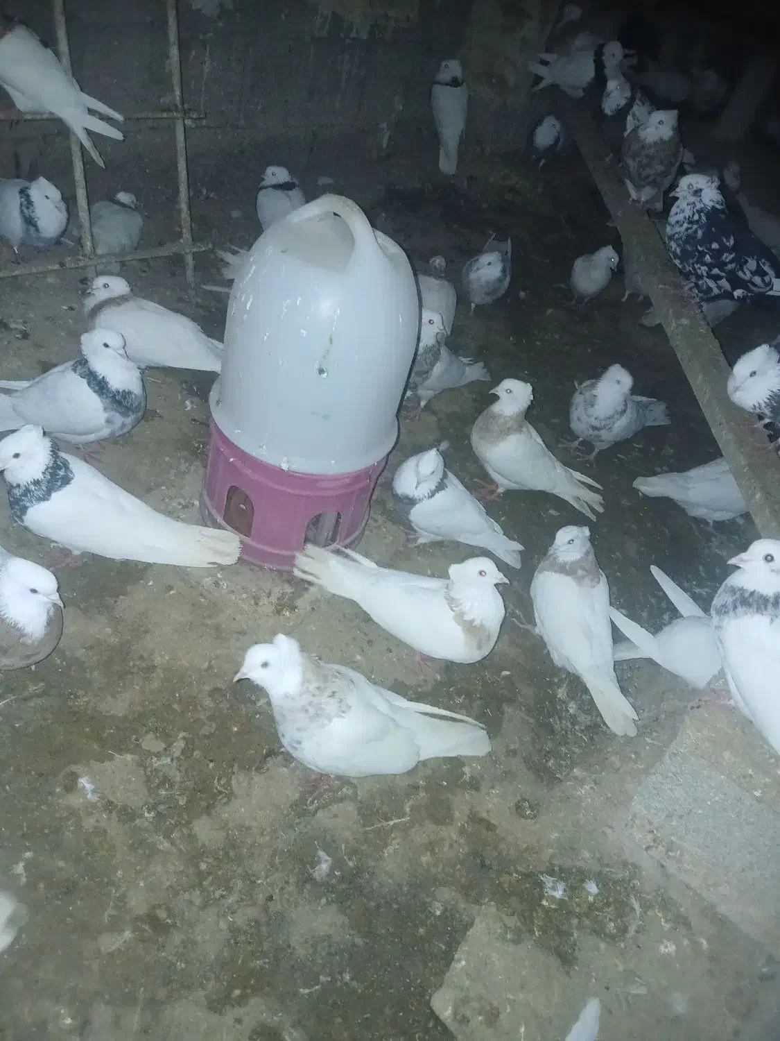 طوقی|پرنده|مسجد سلیمان, |دیوار