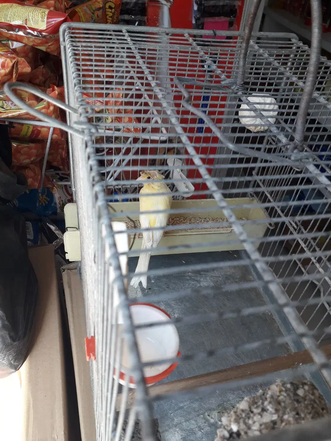 قناری ماده|پرنده|اهواز, پردیس|دیوار