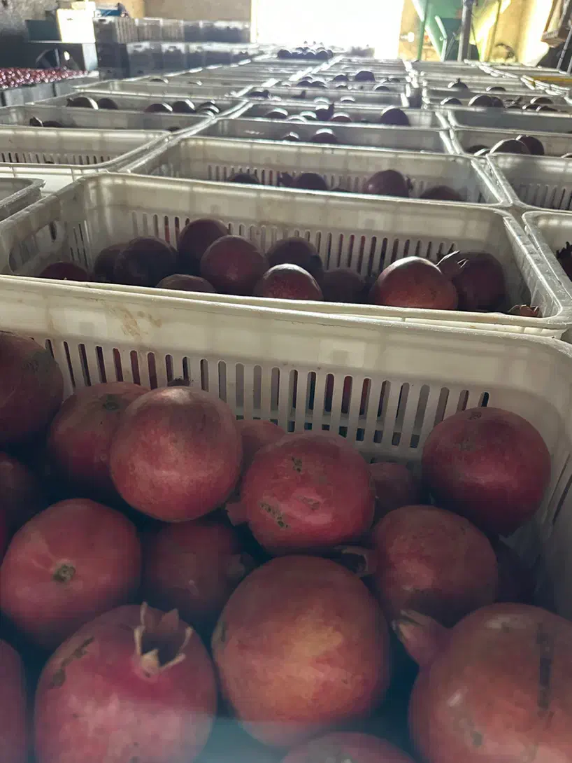 انار سردخانه|عمدهفروشی|ساوه, |دیوار