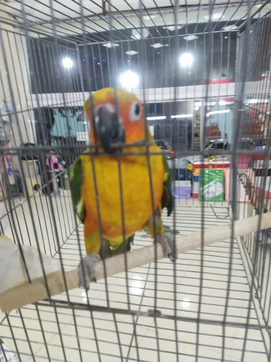 بزرگترین پت شاپ و قصر پرنده در سمنان|پرنده|سمنان, |دیوار