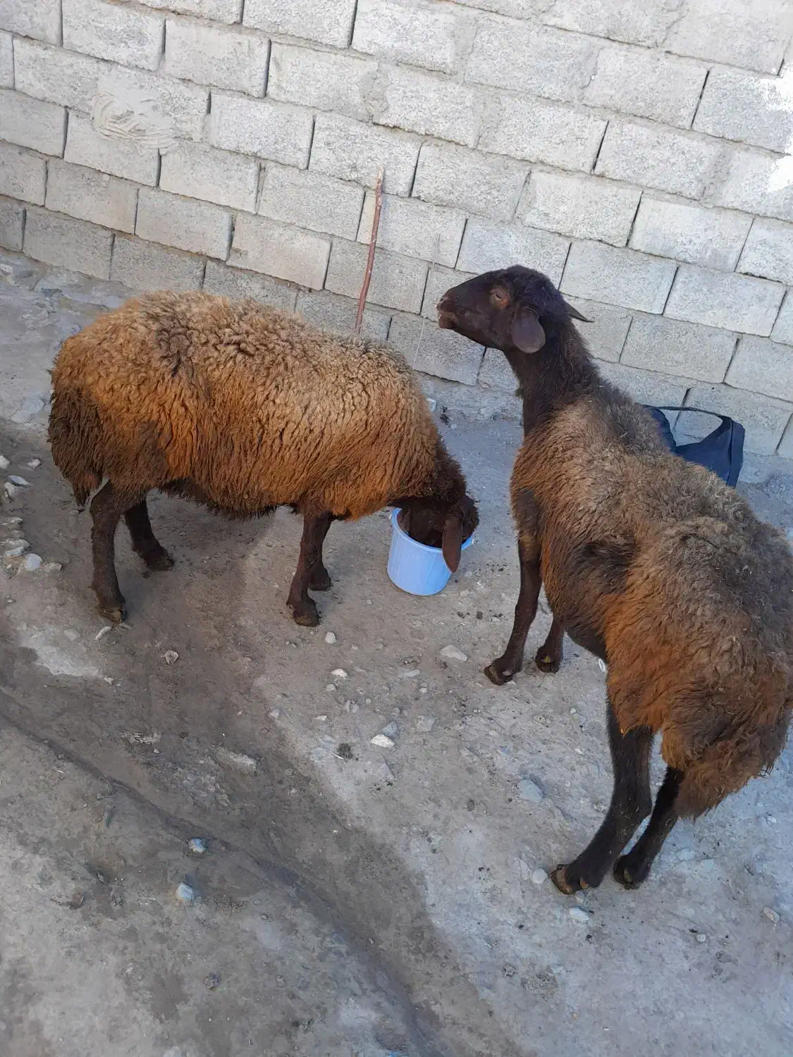 دوراس گوسفند دندان انداختن|حیوانات مزرعه|ارشق, |دیوار