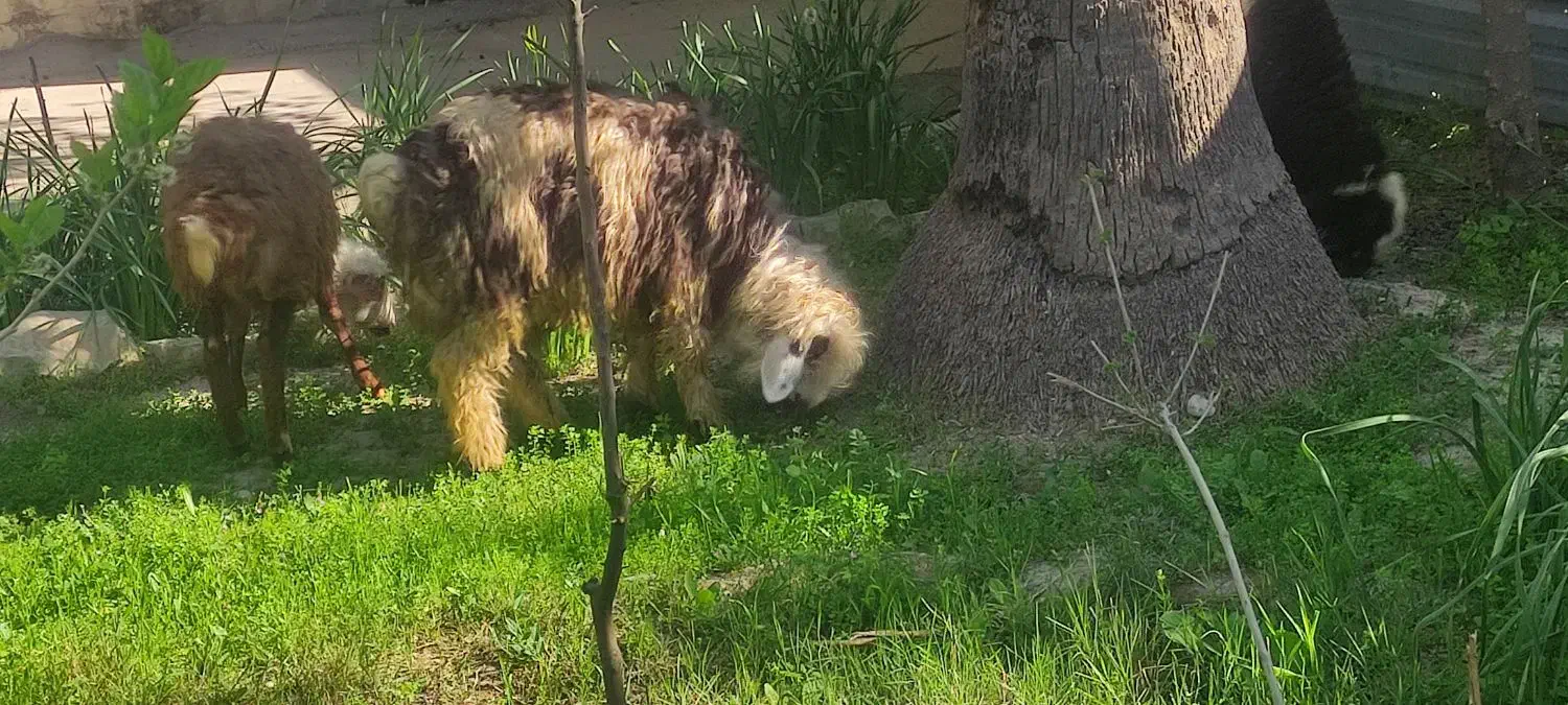 بره|حیوانات مزرعه|مسجد سلیمان, |دیوار