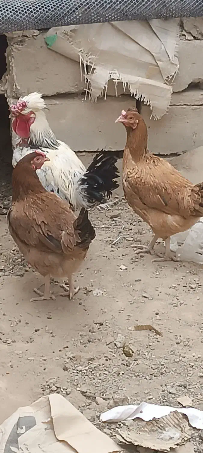 یه خروس و دو ماده مرغ|حیوانات مزرعه|خاش, |دیوار