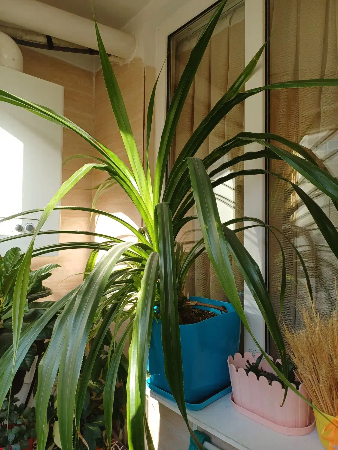 گل های کنارسالنی|گل و گیاه طبیعی|ری, شهرری|دیوار