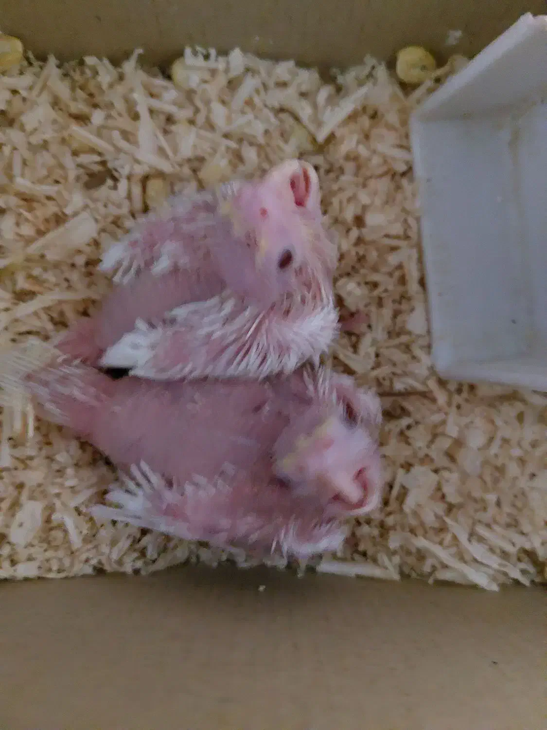 عروس هلندی سرلاکی|پرنده|زرقان, |دیوار