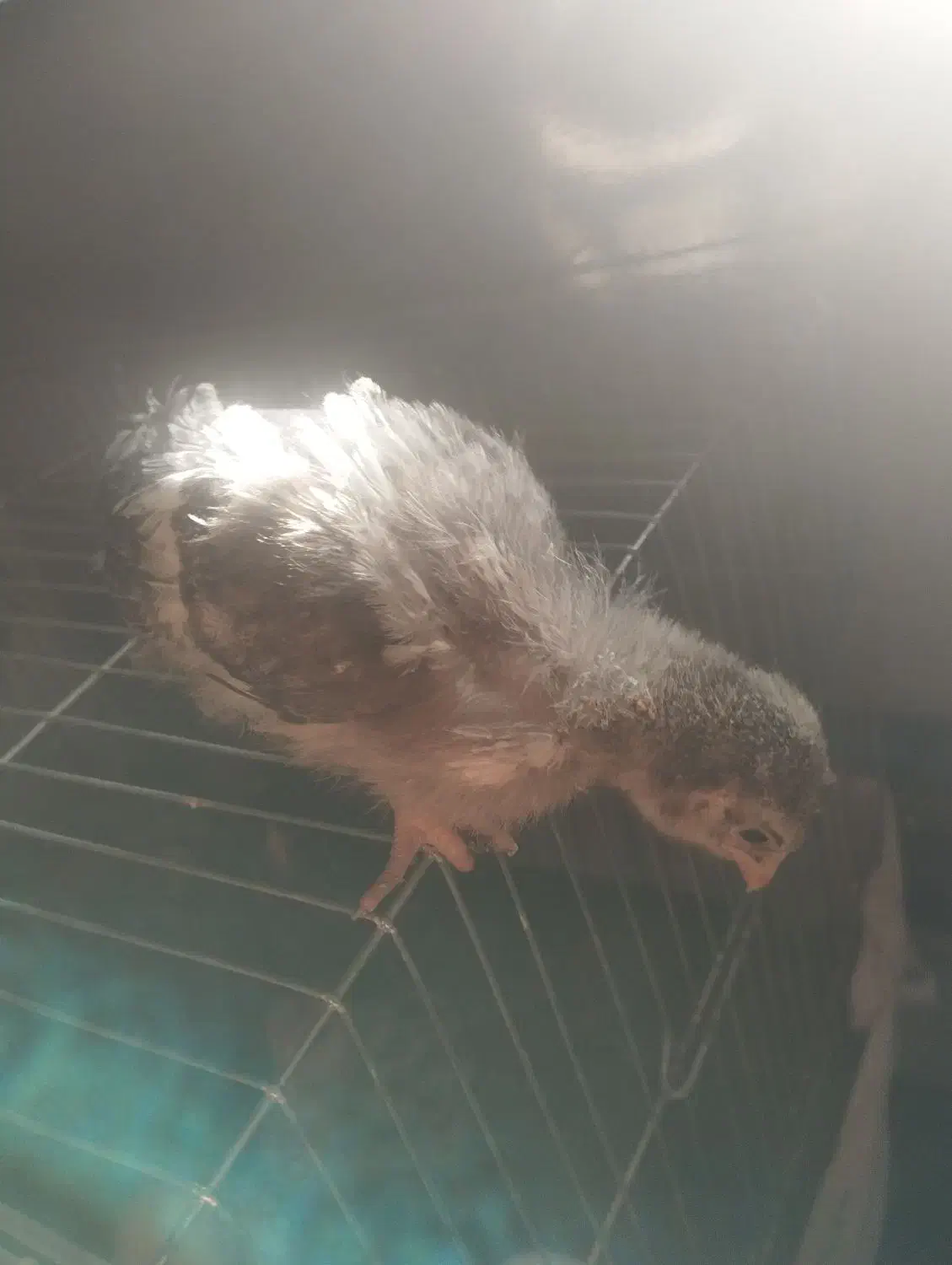 جوجه گلین|حیوانات مزرعه|شیروان (لرستان), |دیوار