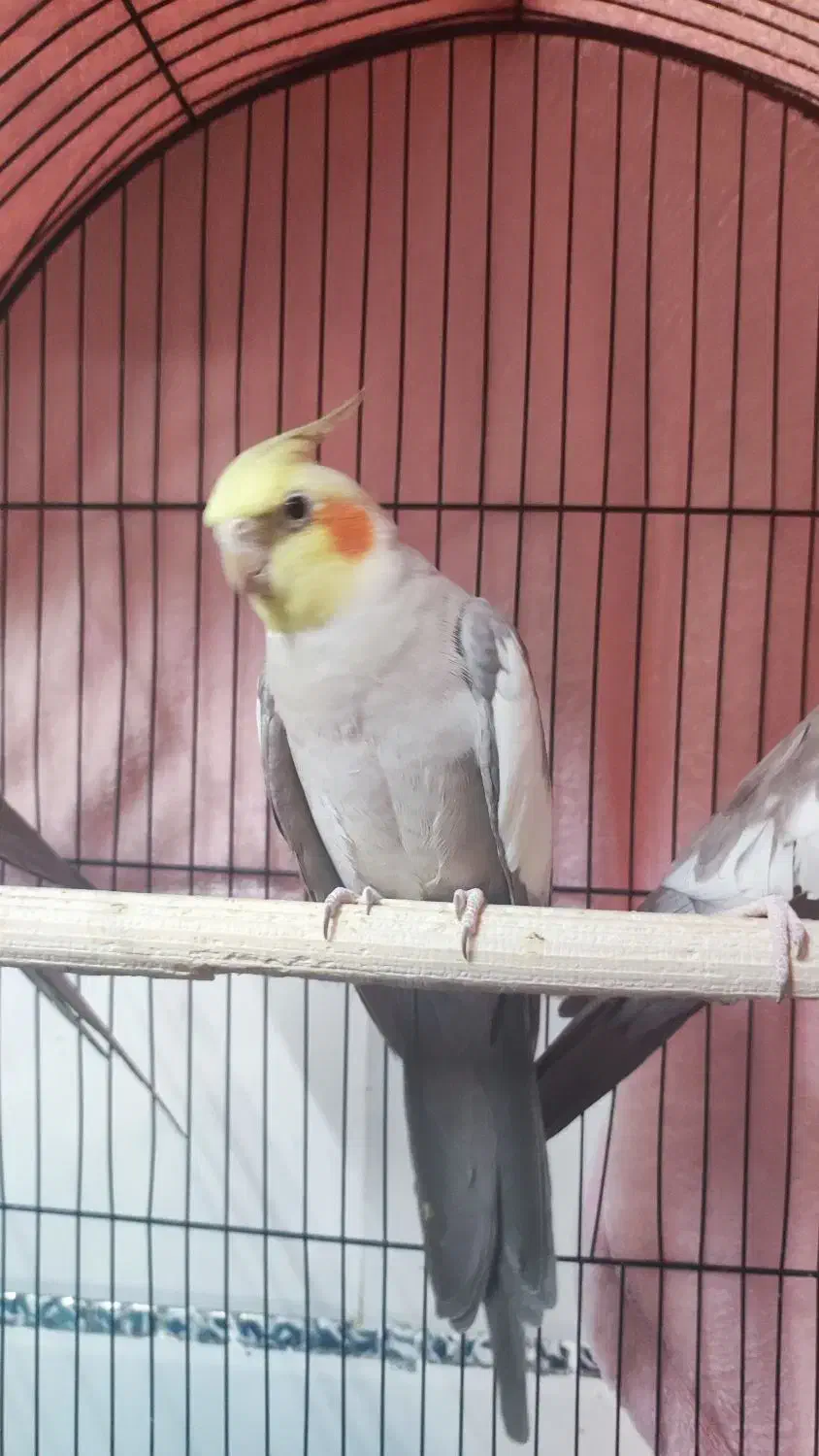 عروس هلندی|پرنده|رودان, |دیوار