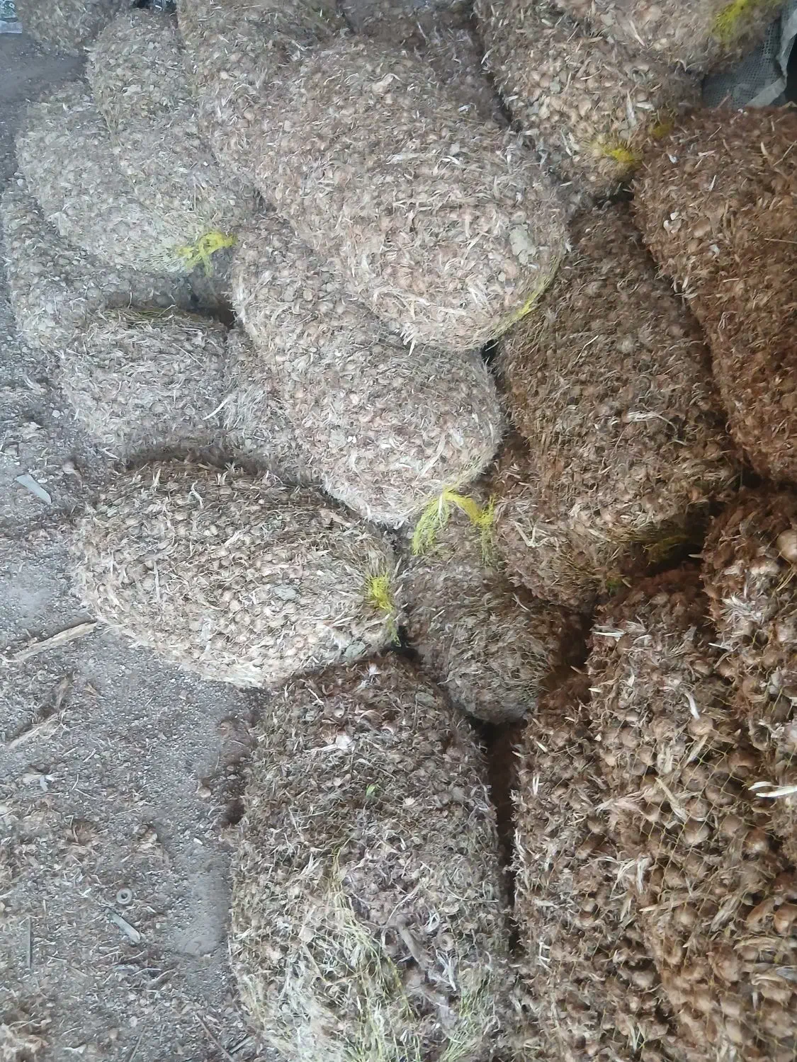 ۱۵۰۰ کیلوپیاز زعفران اعلا بدون‌خاک|عمده‌فروشی|سبزوار, طبرسی (جعفرآباد)|دیوار