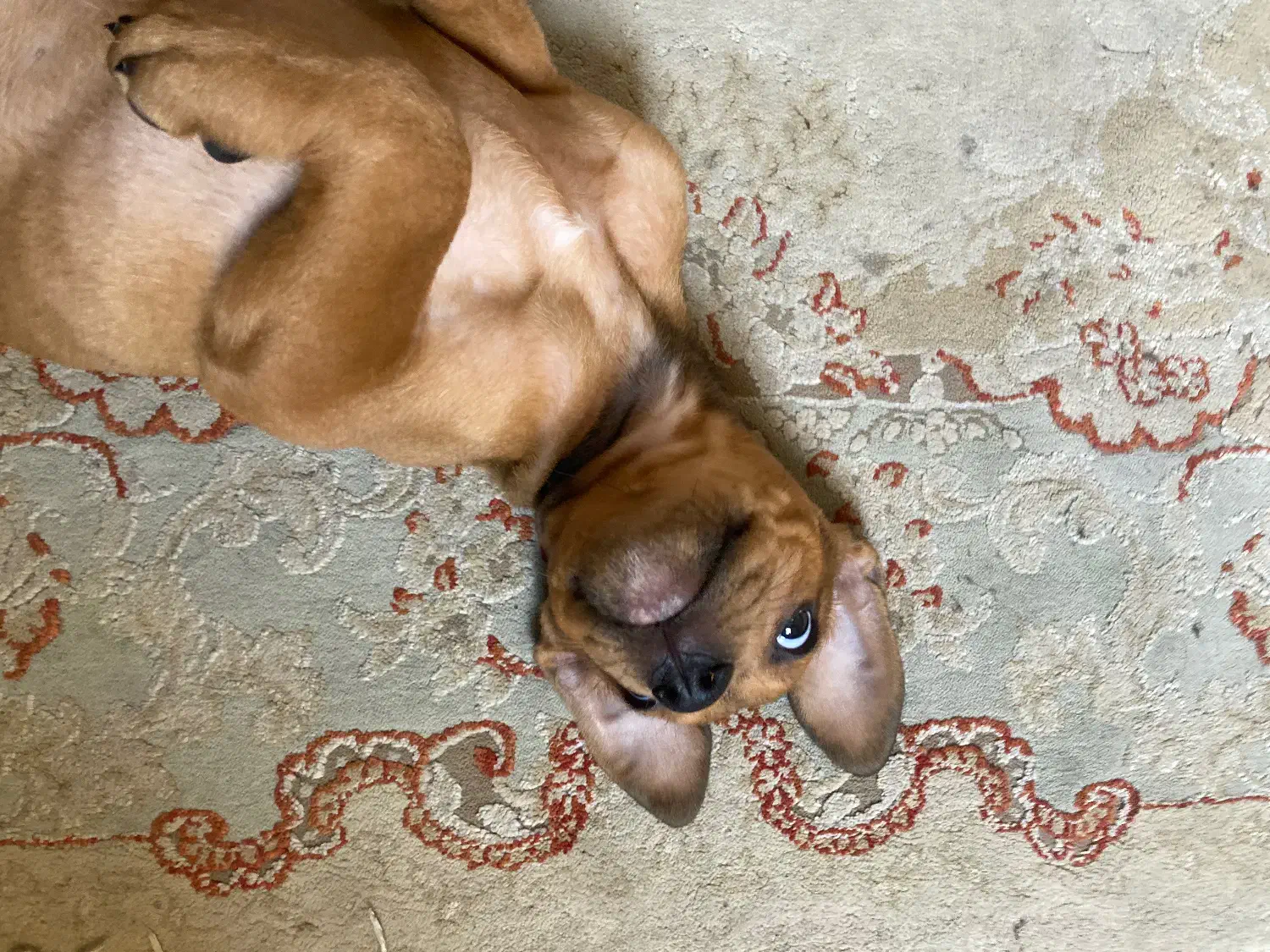 یک عد شاه توله پیت بول با رنگ اطلسی|سگ|رشت, پیرکلاچای|دیوار