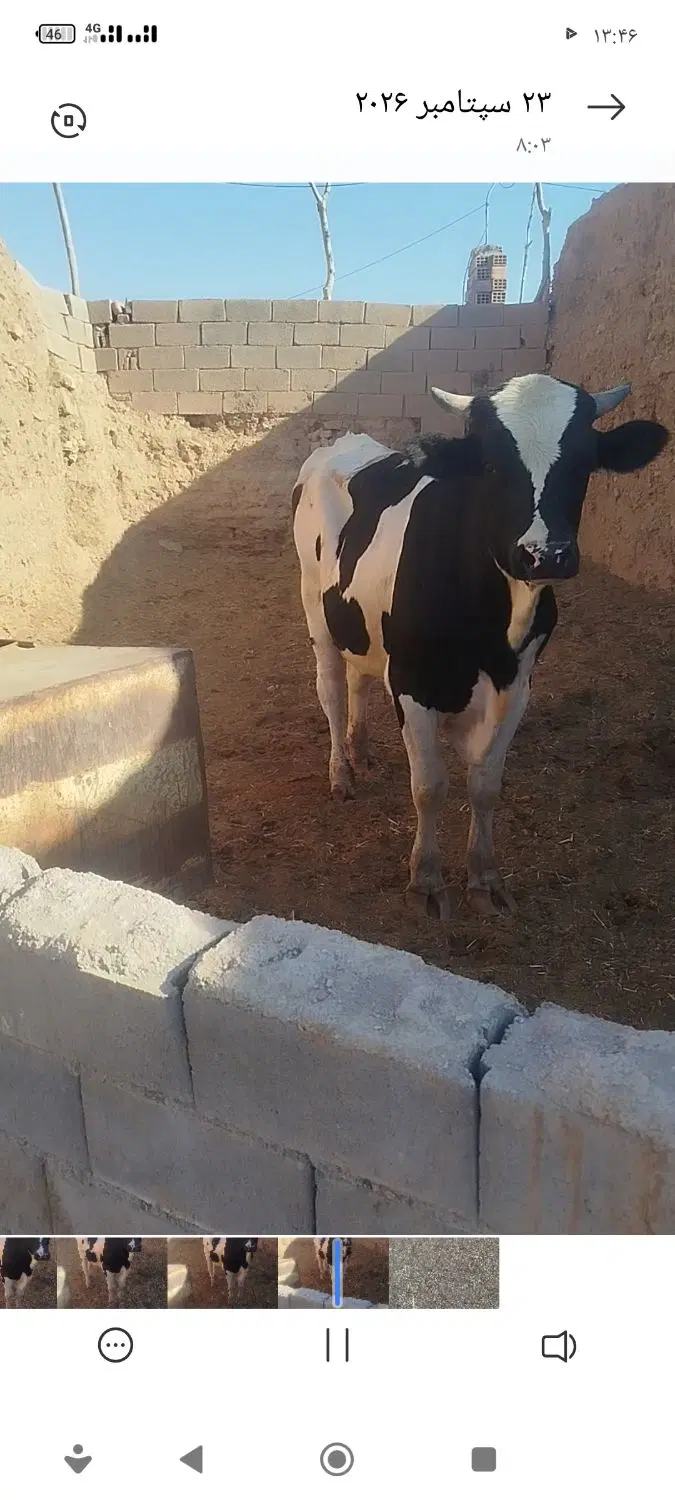 گاو|حیوانات مزرعه|سده (خراسان جنوبی), |دیوار