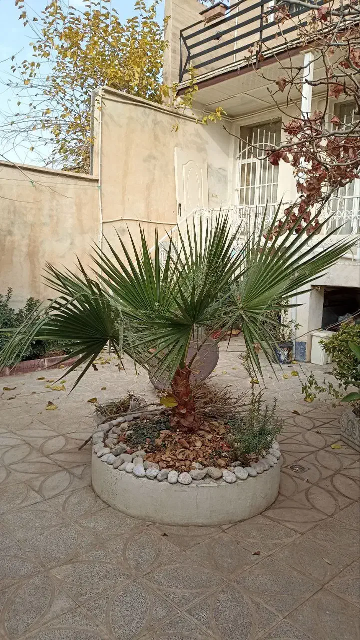 درخت پالم واشنگتنیا چهار ساله|گل و گیاه طبیعی|کرمانشاه, |دیوار