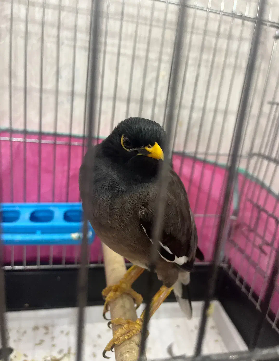 فروش مرغ مینا|پرنده|شیراز, تلخ داش|دیوار