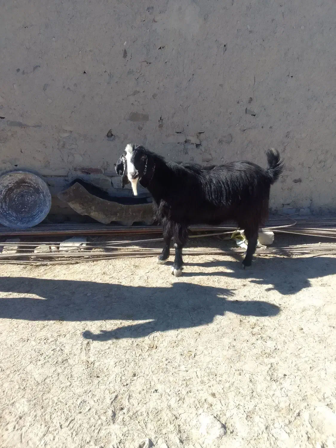 بزنر|حیوانات مزرعه|شیرین‌سو, |دیوار