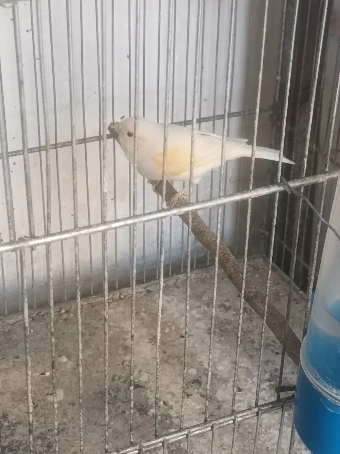 قناری ماده|پرنده|نسیمشهر, |دیوار