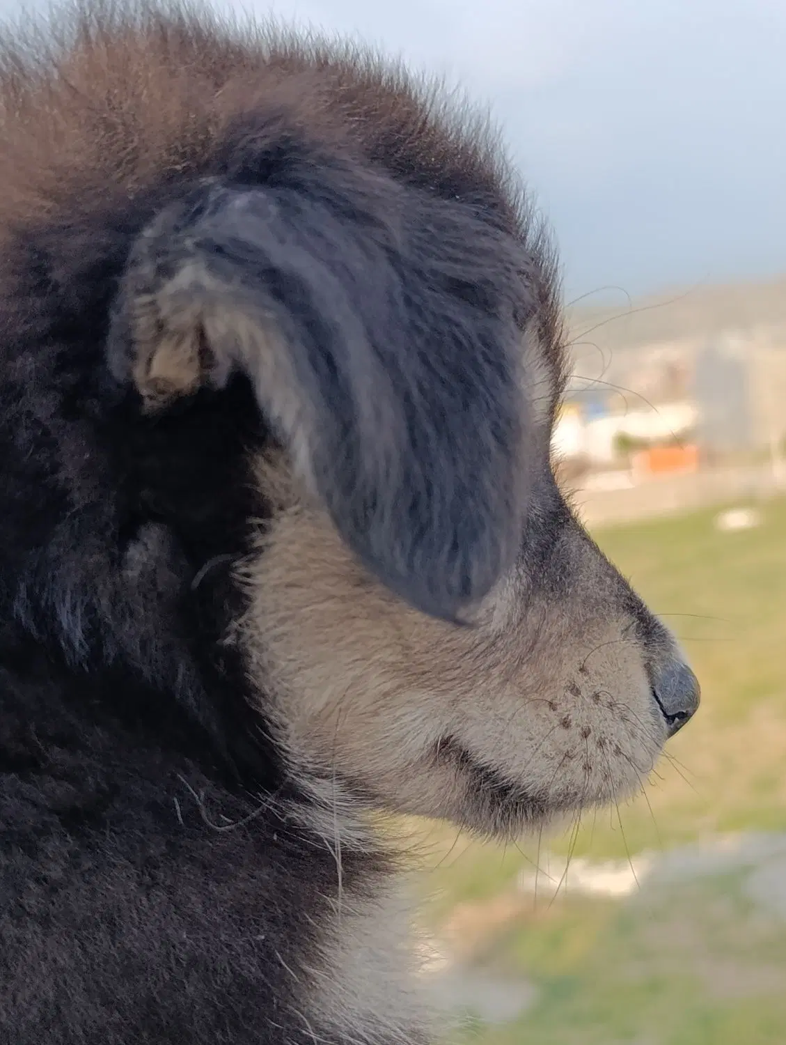 سگ.|سگ|کرمانشاه, |دیوار