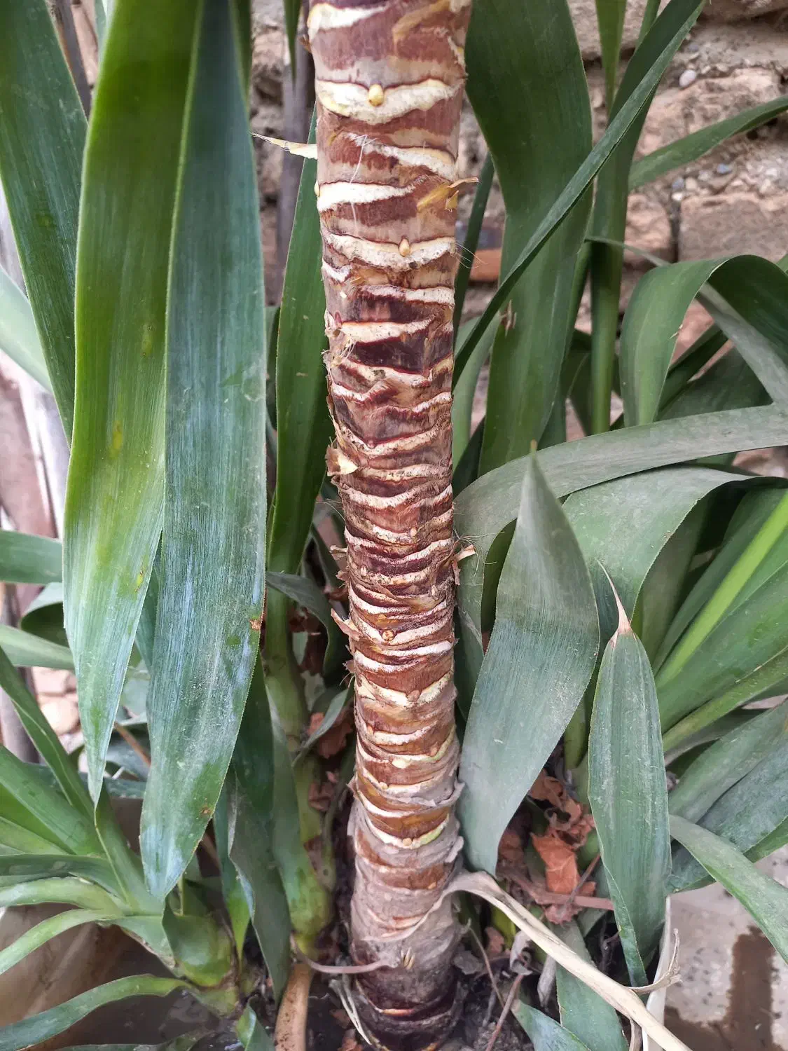 گل یوکا|گل و گیاه طبیعی|مینودشت, |دیوار