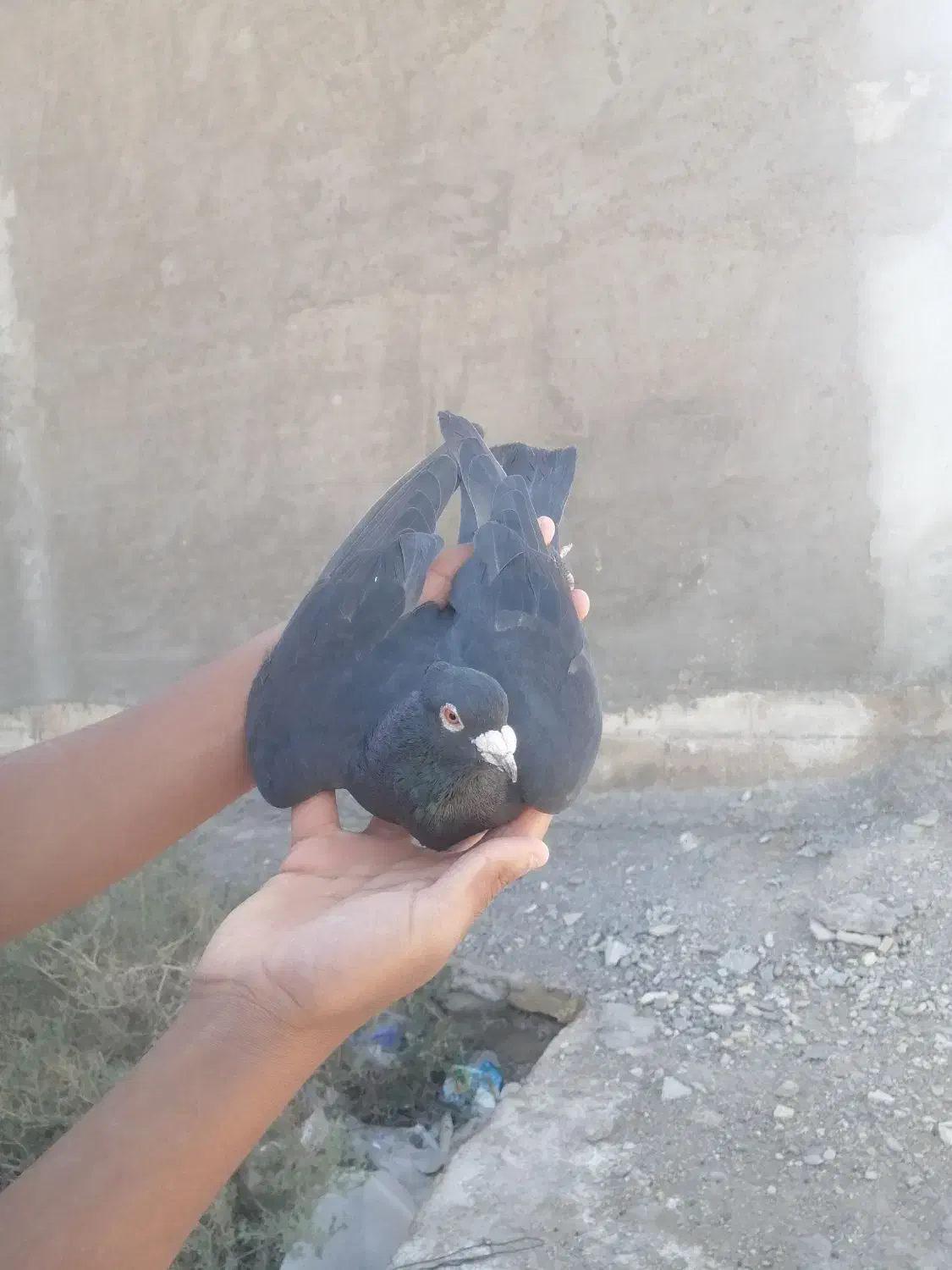 کفتر|پرنده|خرمشهر, |دیوار