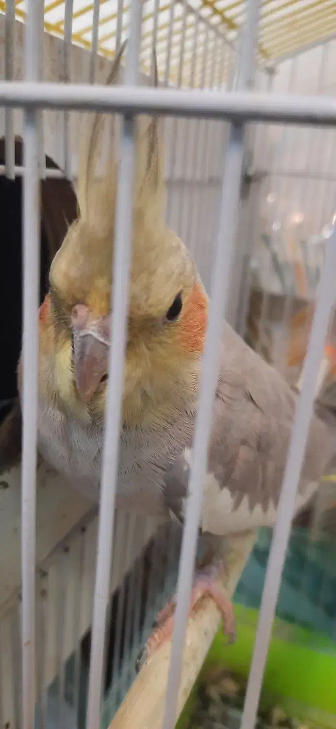 عروس هلندی نر وماده سالم|پرنده|اردبیل, |دیوار