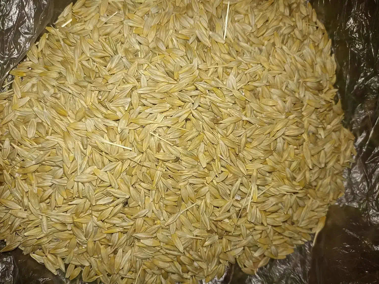 جو‌‌مناسب‌برای‌تخم|لوازم جانبی حیوانات|ویلکیج, |دیوار