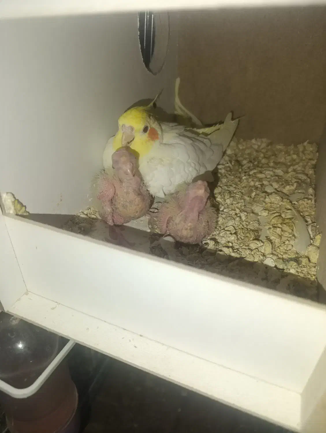 عروس مولد لوتینو با جوجه|پرنده|آران و بیدگل, |دیوار