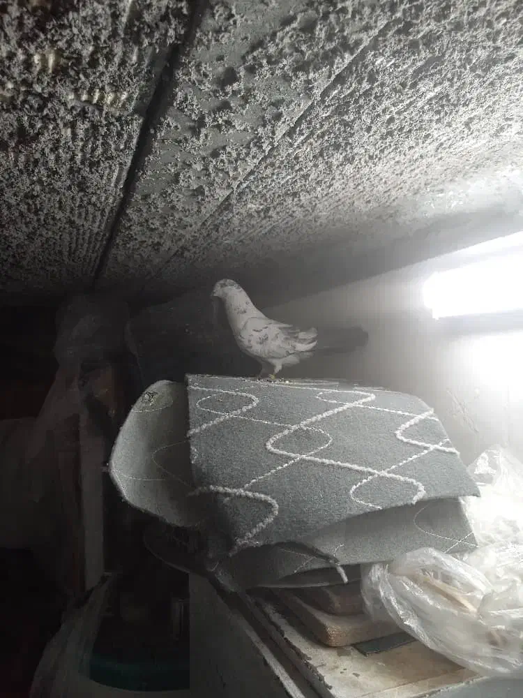 کفتر فروشی|پرنده|اردکان, |دیوار