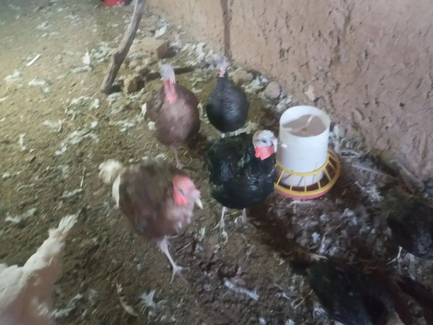 بوقلمون|حیوانات مزرعه|سلامی, |دیوار