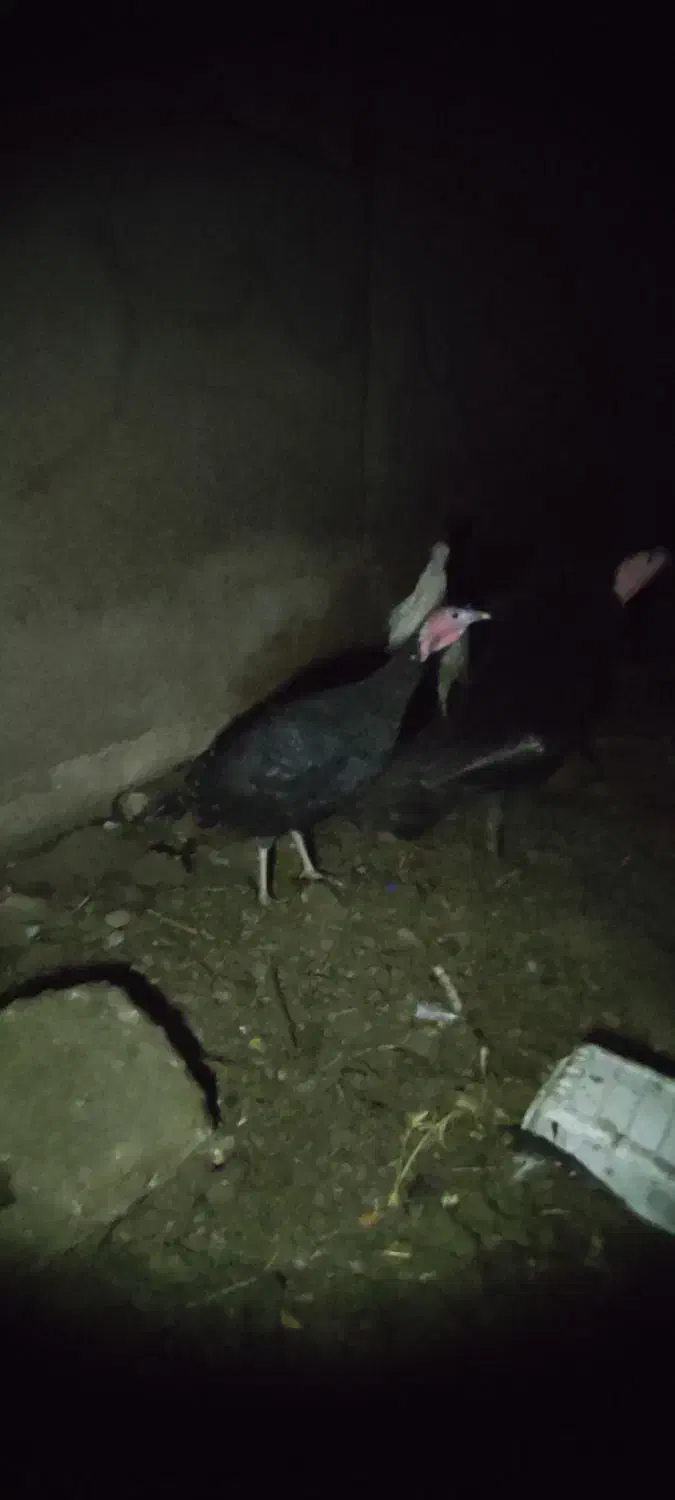 مرغ.محلی15عدرجه.یک|حیوانات مزرعه|رزن, |دیوار