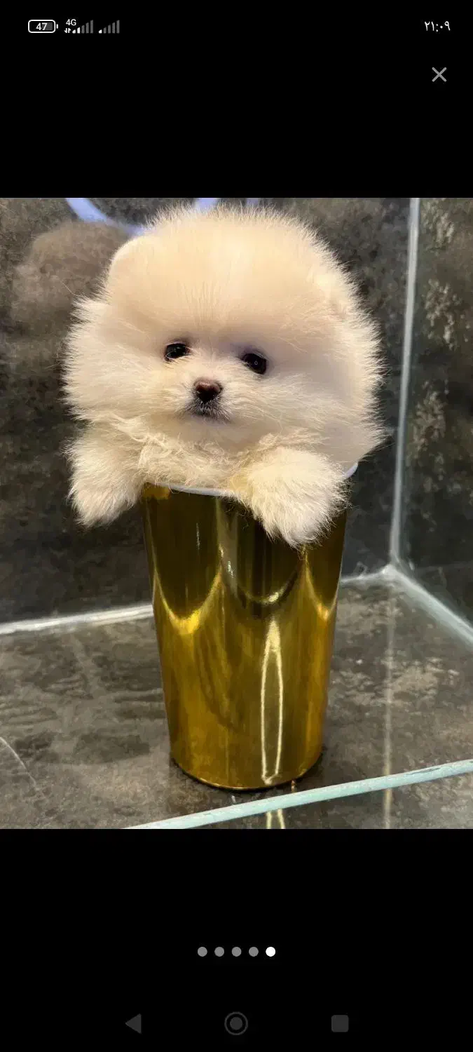 سگ پامر|سگ|نسیم‌شهر, |دیوار