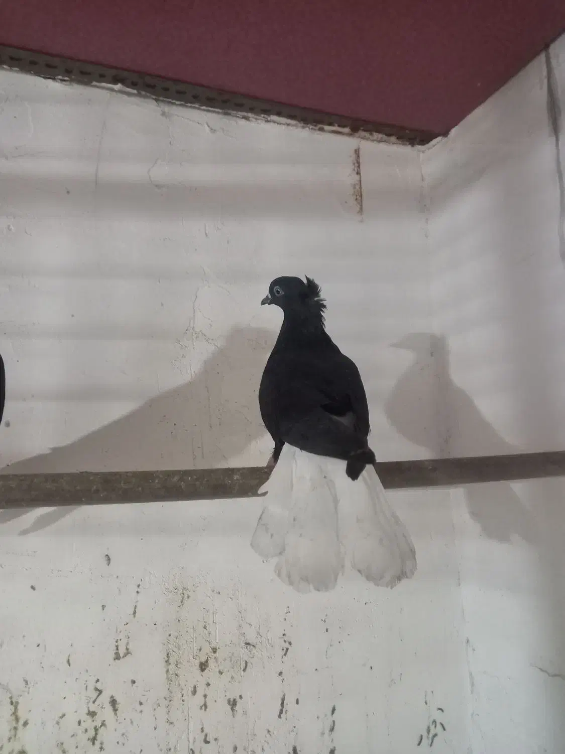 اشعل|پرنده|اهواز, نبوت|دیوار