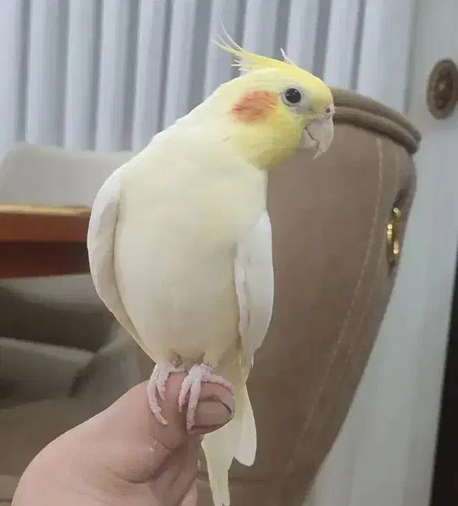 عروس هلندی سخنگو یک ساله نر|پرنده|بندر انزلی, آذربایجان|دیوار