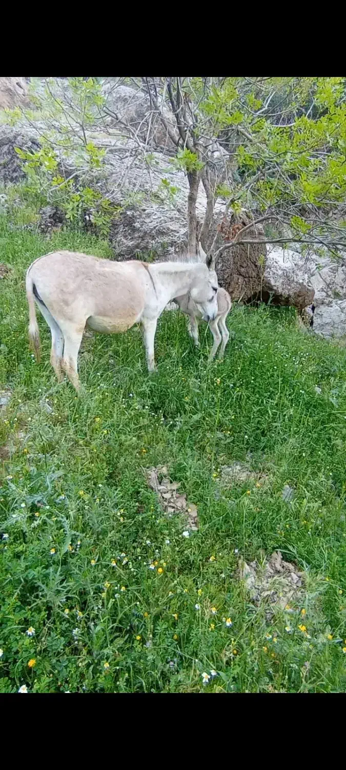 خرر|حیوانات مزرعه|جوانرود, |دیوار