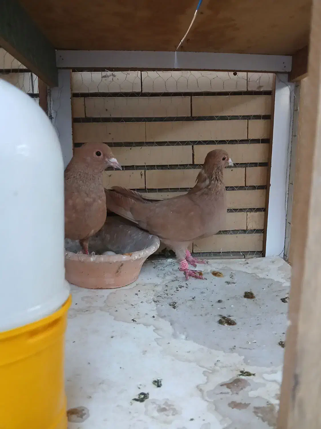 نرماده زرد ضمانت تخم جوجه|پرنده|رابر, |دیوار