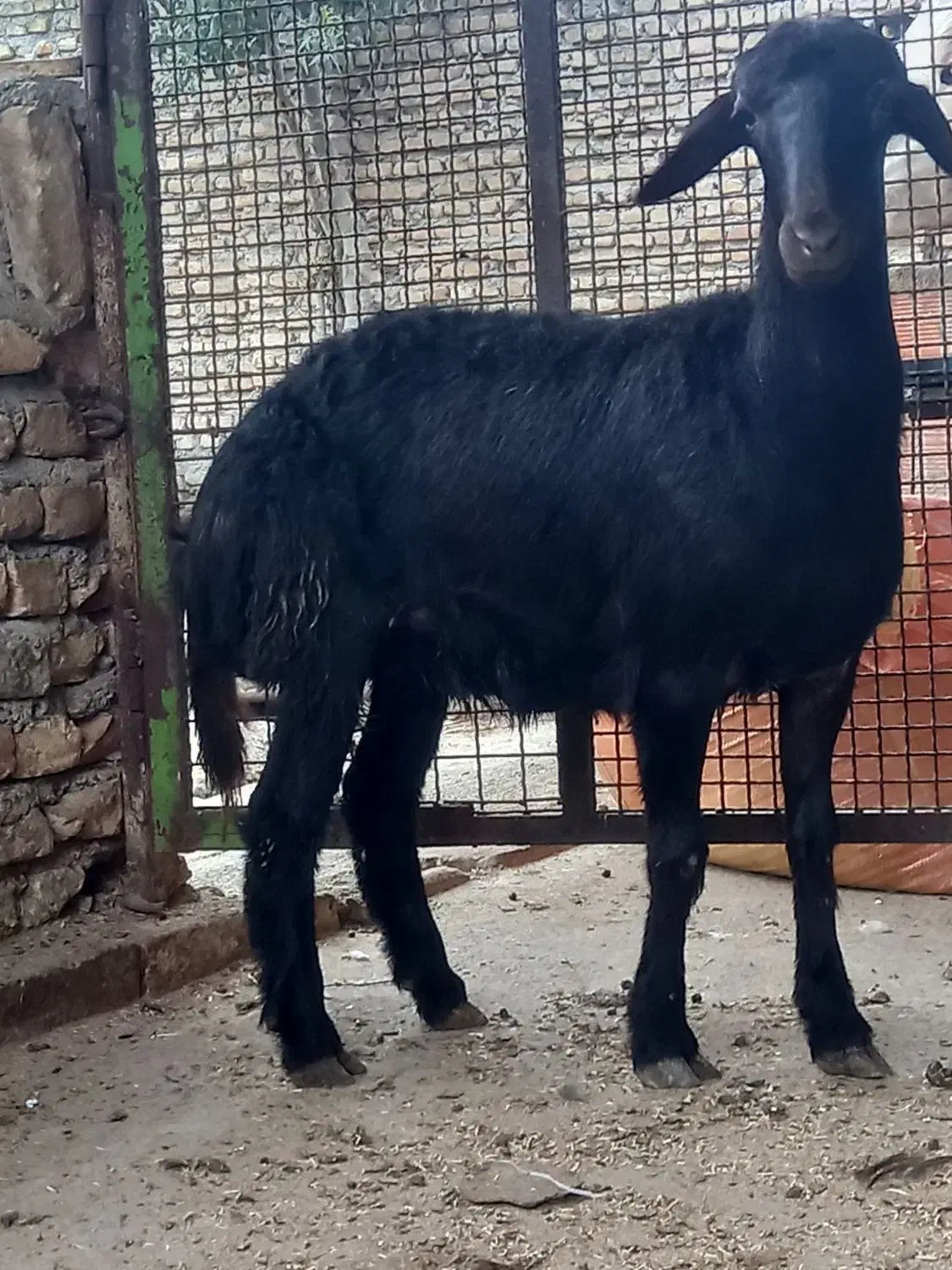 گوسفند بره داربابره نردرشت وتقلی ماده کردستانی لخت|حیوانات مزرعه|گرگان, |دیوار