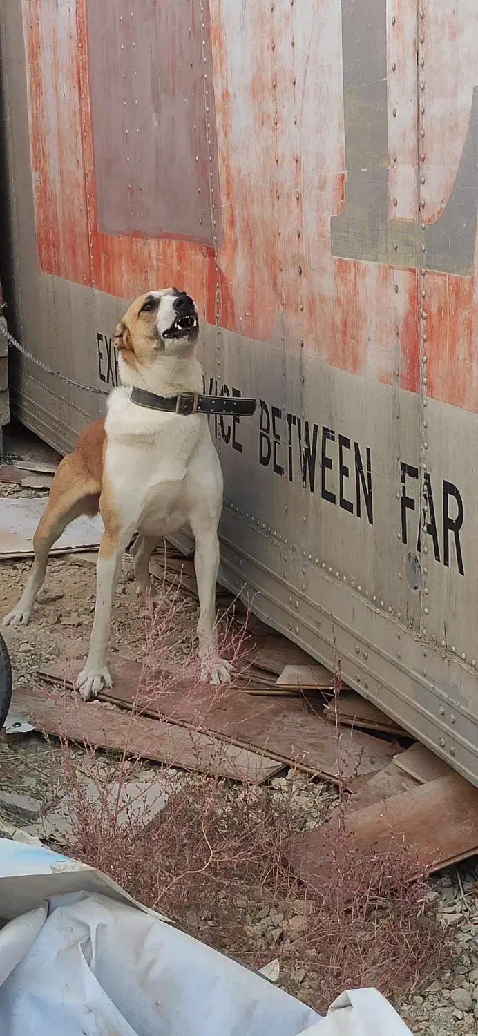 دورگه آلابای و سرابی|سگ|آبسرد, |دیوار