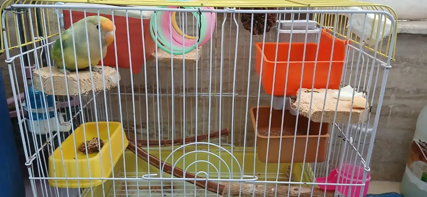 طوطی نگو بلا بگو با قفسم میدم|پرنده|ساری, |دیوار