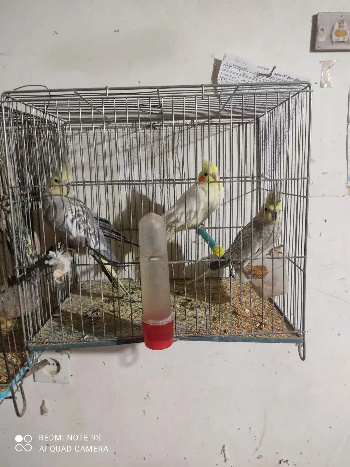 عروس هلندی|پرنده|باسمنج, |دیوار