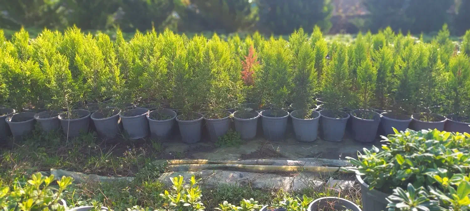 لاوسون در سه سایز|گل و گیاه طبیعی|رامسر, |دیوار