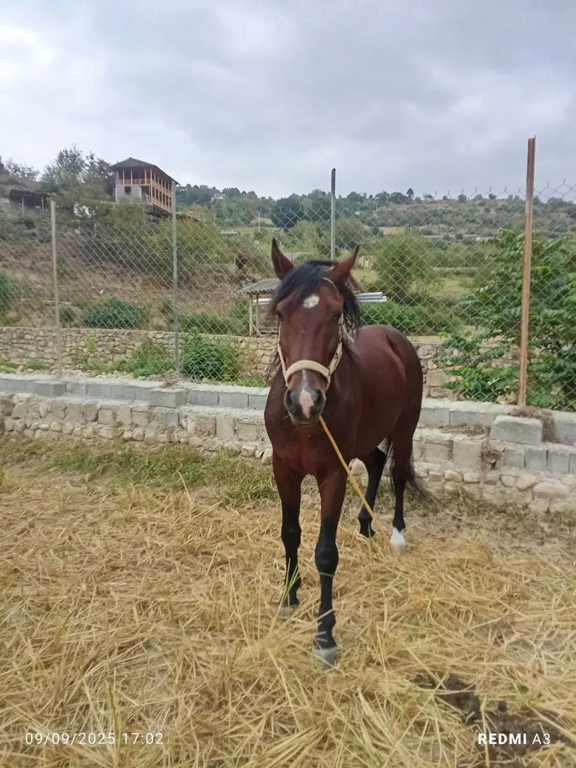 اسب تمام یورقه نرون|اسب و تجهیزات اسبسواری|پایین هولار, |دیوار