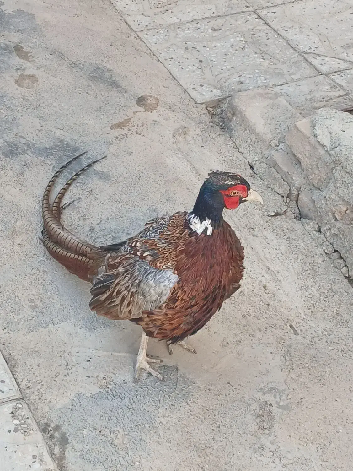 بلدرچین|پرنده|همدان, |دیوار