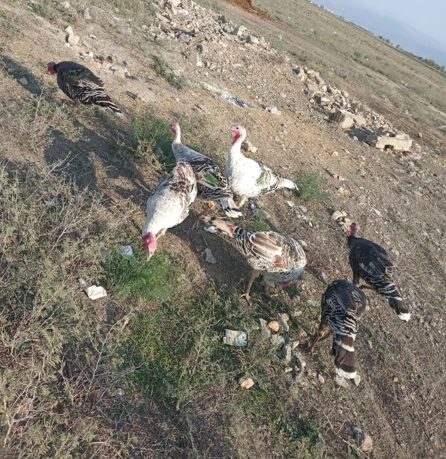 بوقلمون محلی|حیوانات مزرعه|گنبد کاووس, |دیوار