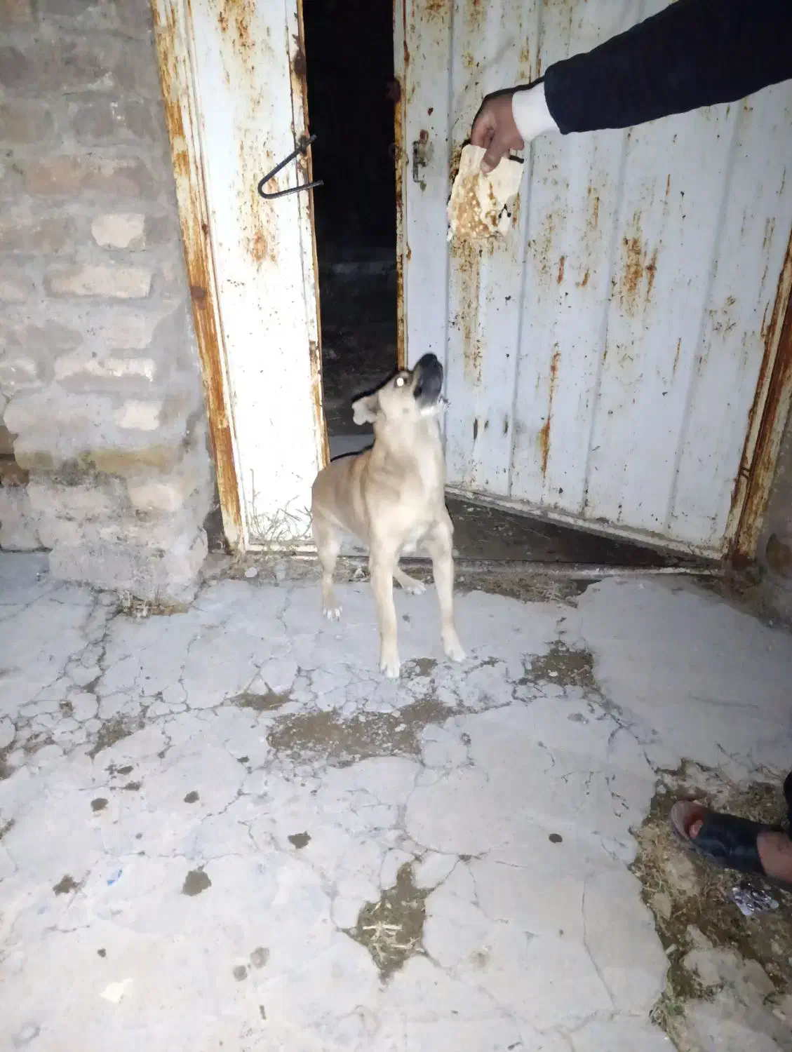 سرپرستی حیوان  پاکوتاه درسلامت کامل واکسن زده|سگ|دورود, |دیوار