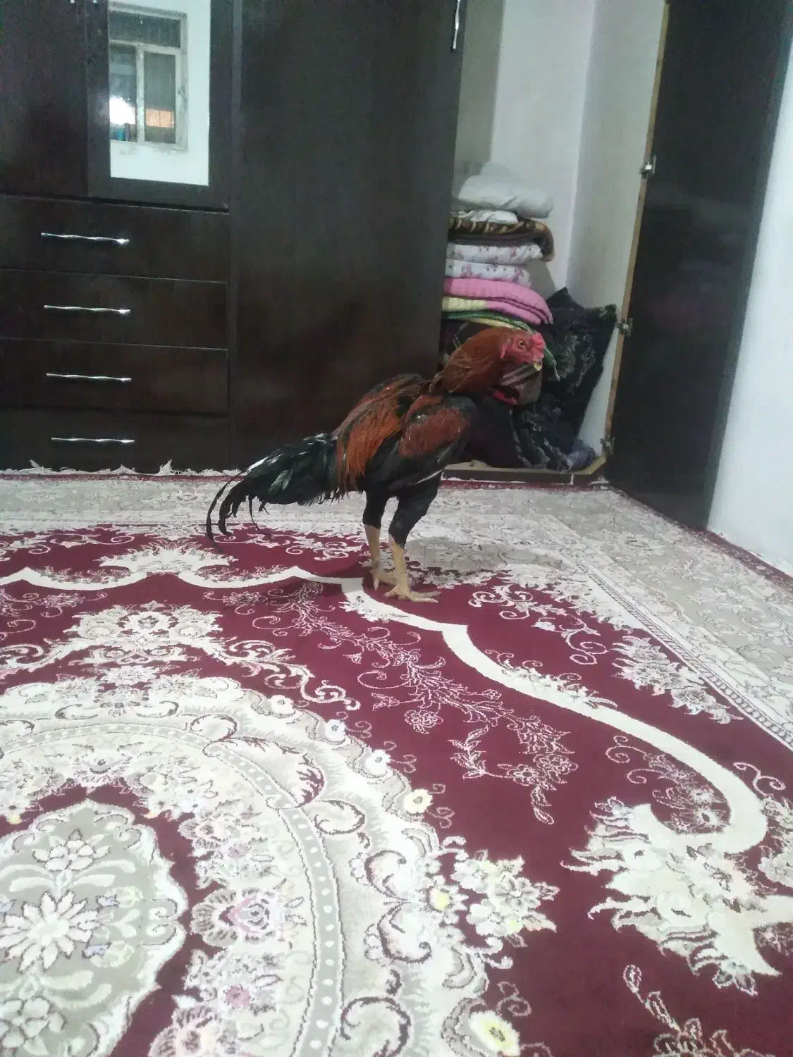 جوجه خروس و مرغ لاری|حیوانات مزرعه|کرمانشاه, |دیوار