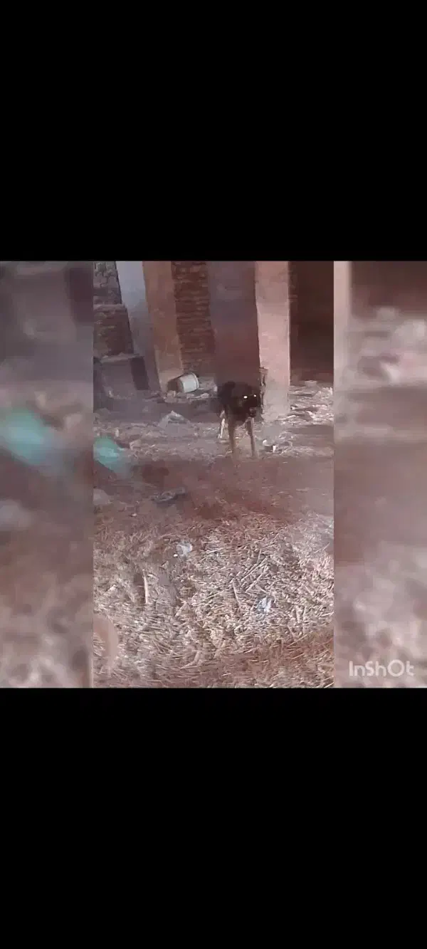 سگ نگهبان|سگ|قنوات, |دیوار