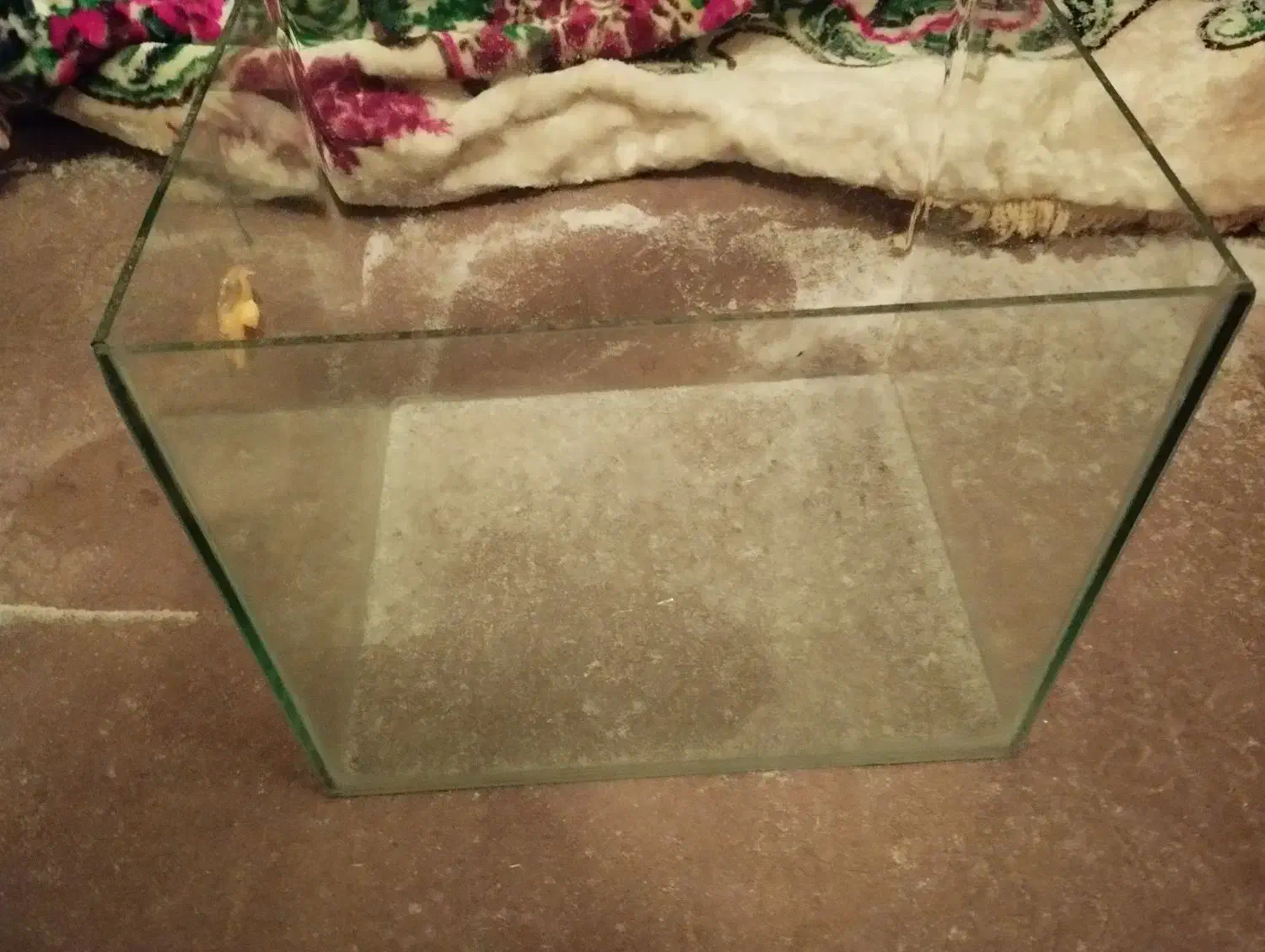 آکواریوم شیشه خم|ماهی|قزوین, |دیوار