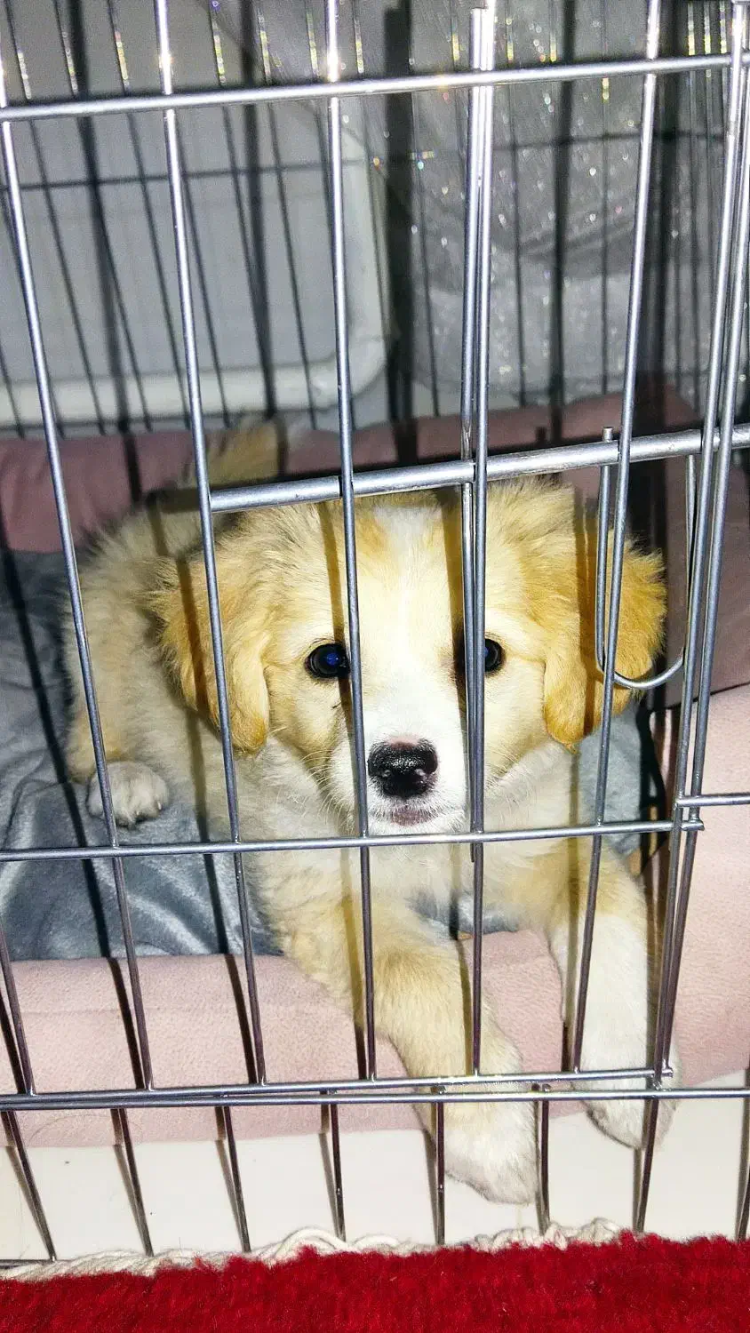 سگ پاکوتاه  پامر اشپیتز اصیل خانگی و تربیت شده|سگ|تبریز, |دیوار