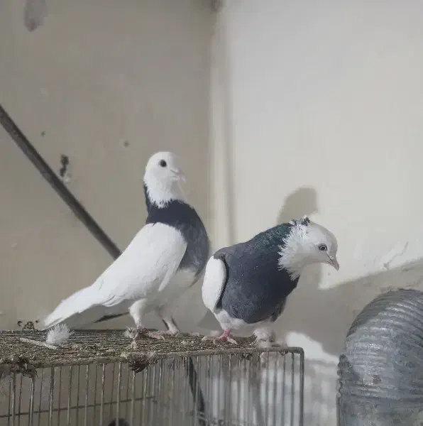 کبوتر طوقی|پرنده|دماوند, دماوند|دیوار